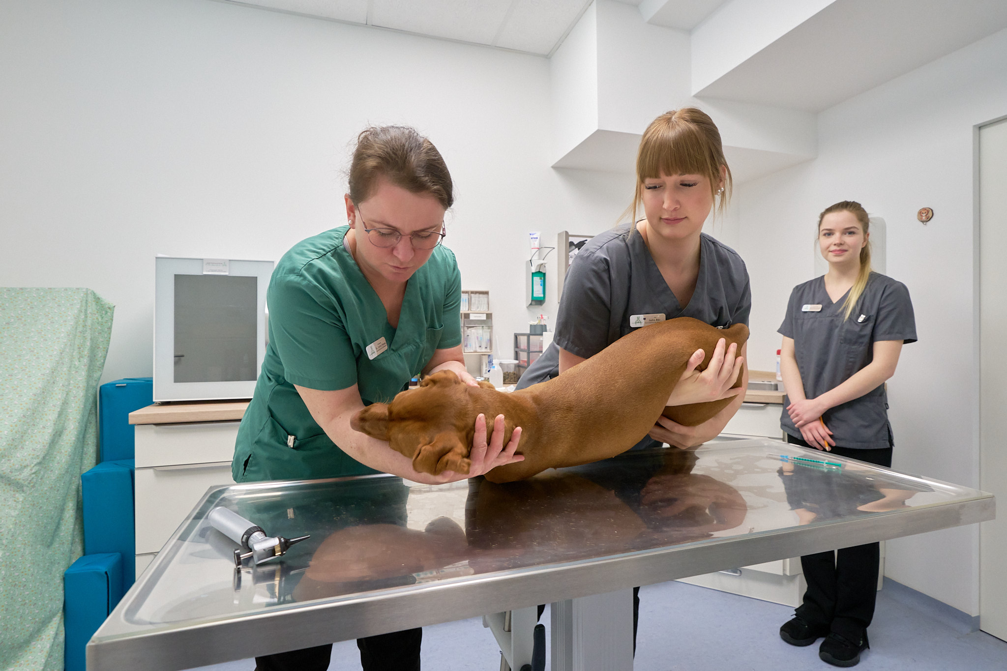 Tierärztin und Praxisteam untersuchen einen Hund auf dem Behandlungstisch