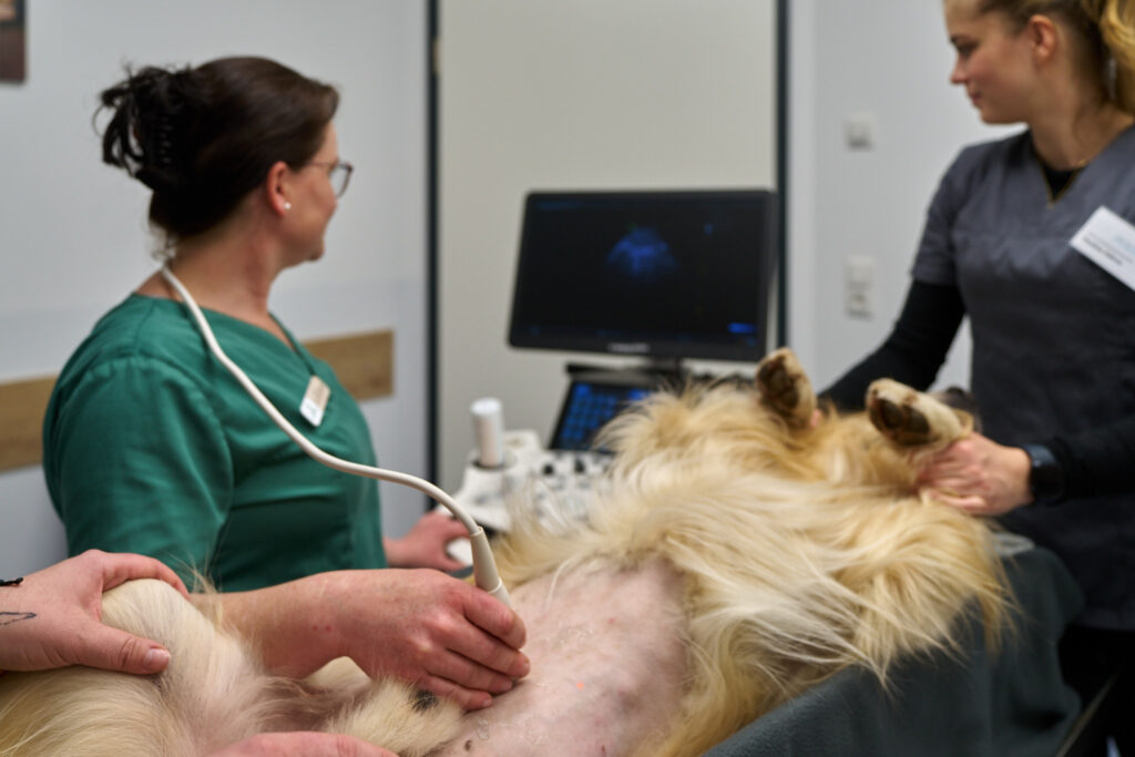 Startseite – Fotograf Magdeburg 22 Tierärztin untersucht einen Hund per Ultraschall – Praxisfotografie